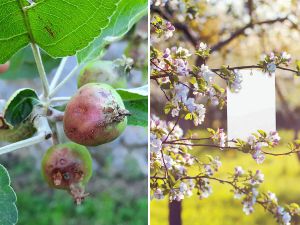 Лепящи Bio Plantella бели листове против насекоми и вредители 10 броя